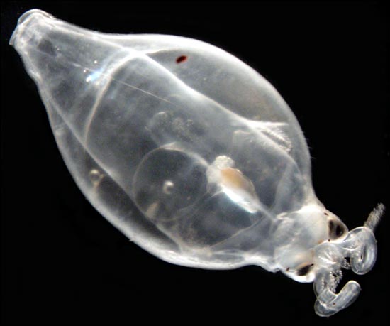 Squids have not been very common in our net tows although this species was caught twice. Notice that it is clear; you can see right through its body and even its internal organs! This is another handy (non) color to be when trying to avoid predators in the inky darkness of the twilight zone. (Photo by Stephanie Wilson) 