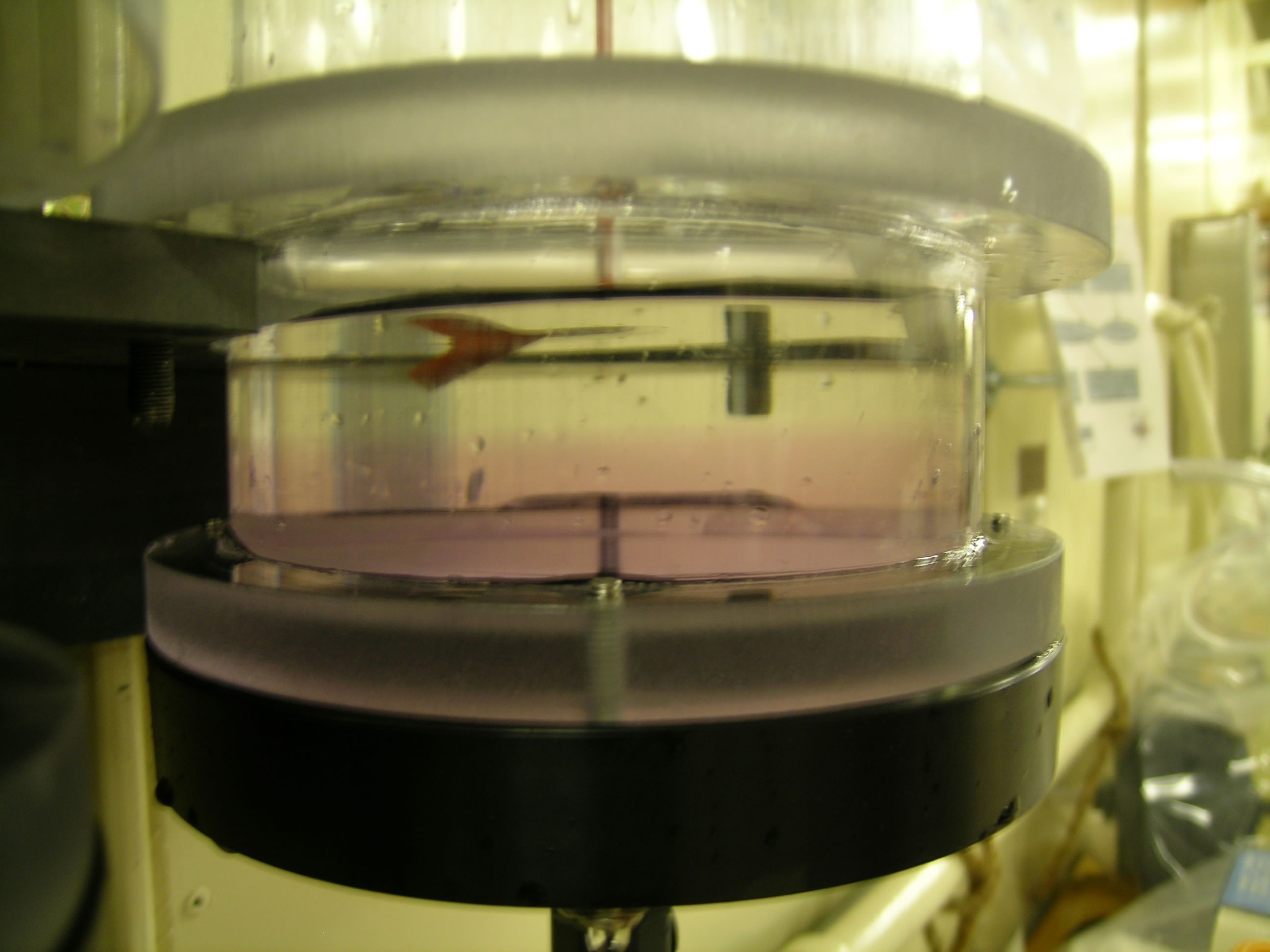 Brine-water interface in a tube