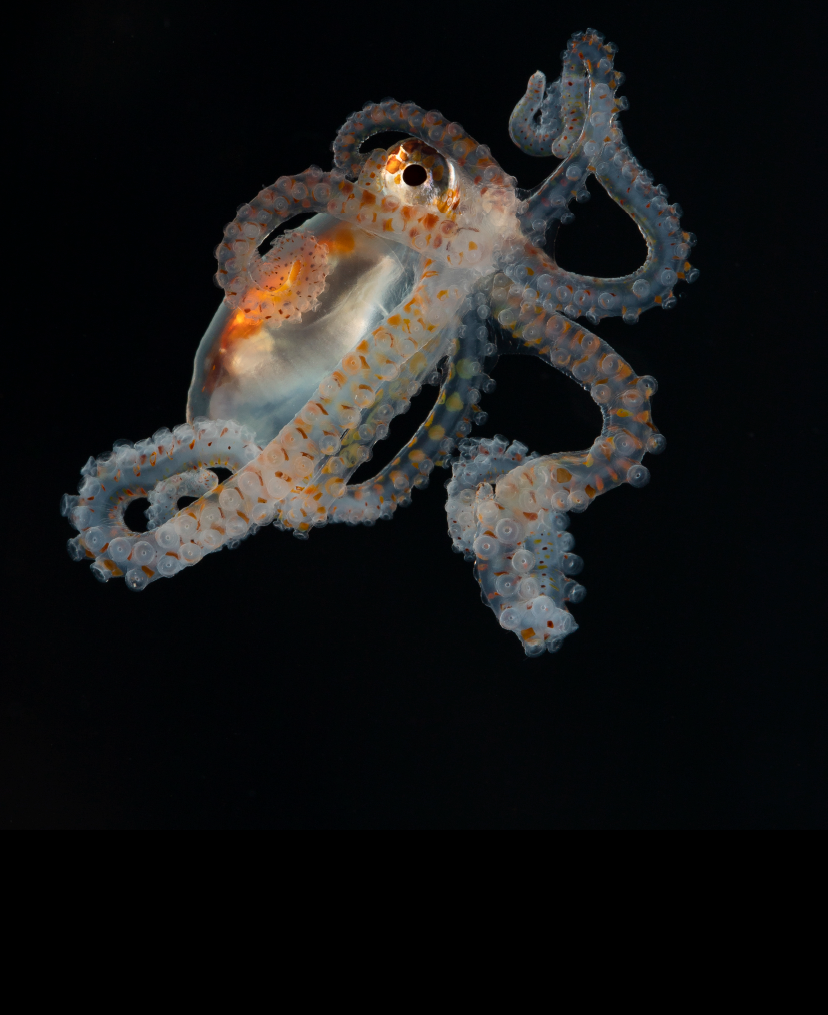 Ocean Twilight Zone
