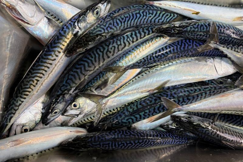 atlmackerel-bts