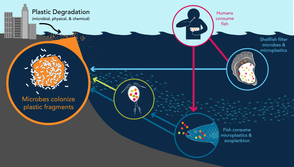 Microplastics Diagram